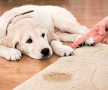 Pet Stain Removal Cabot